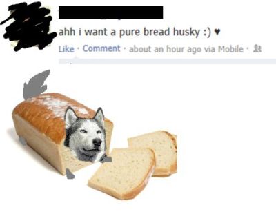pure bread husky