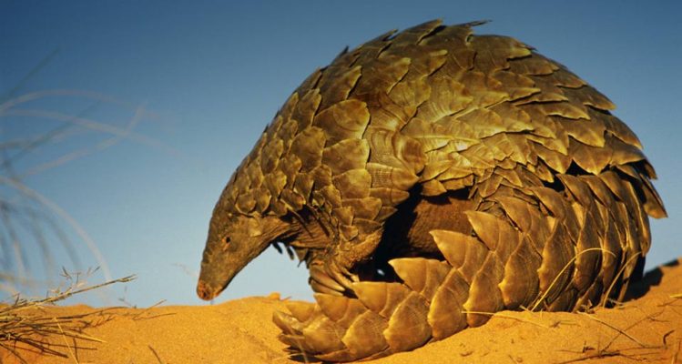 pangolin