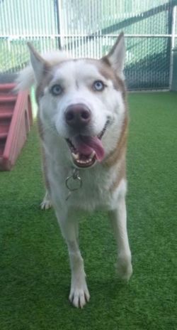 00 camp christmas cloud