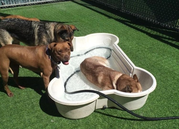 00 cloud hogging the puppy pool