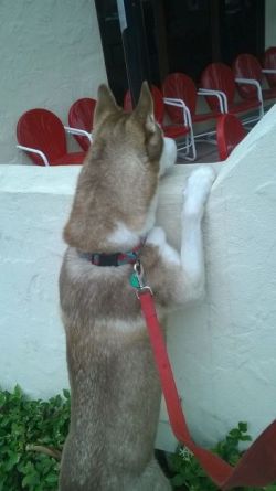 00 squirrel (question)