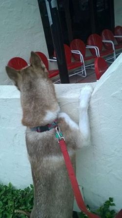 00 squirrel (statement)